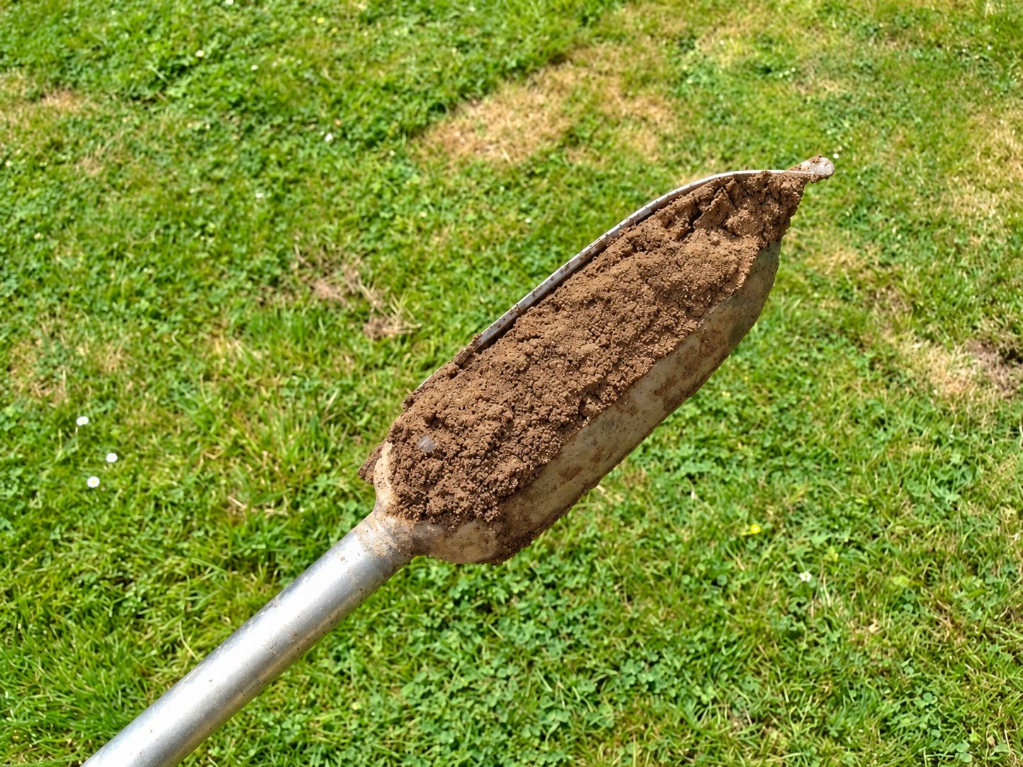 Une tarière à main en métal contient un échantillon de terre brune prélevé dans une pelouse verte