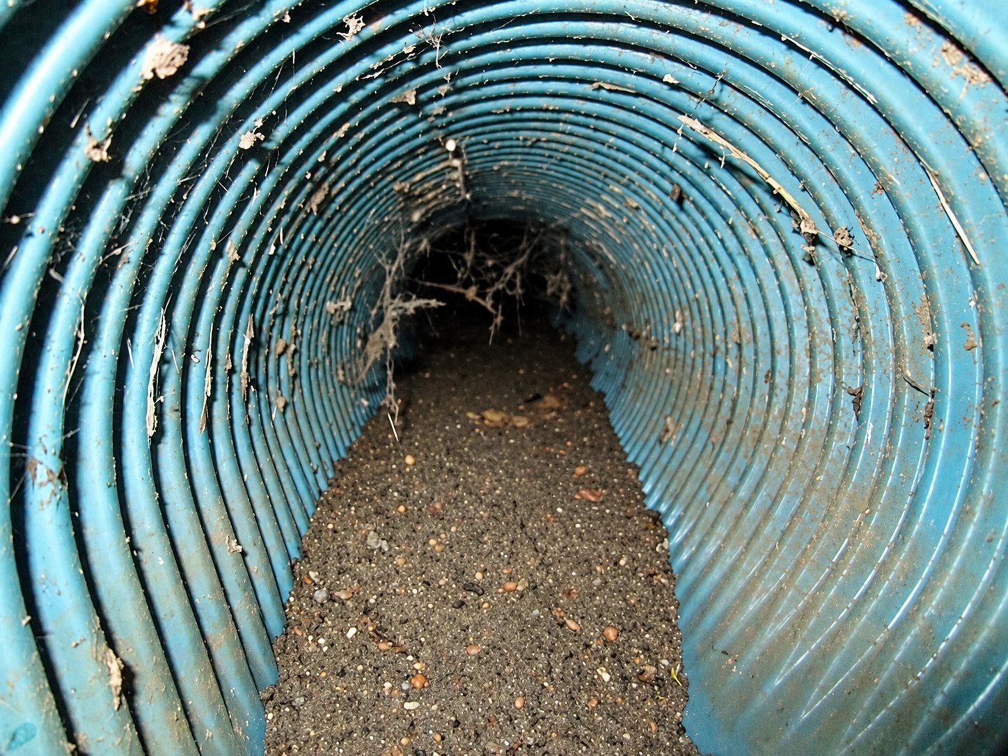 Intérieur d’un tuyau annelé bleu dont le fond est recouvert de terre et de racines